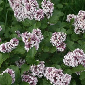 Syringa Baby Kim, Baby Kim Lilac , Lilac, Lilacs, Lilac Bush, Dwarf Lilac,