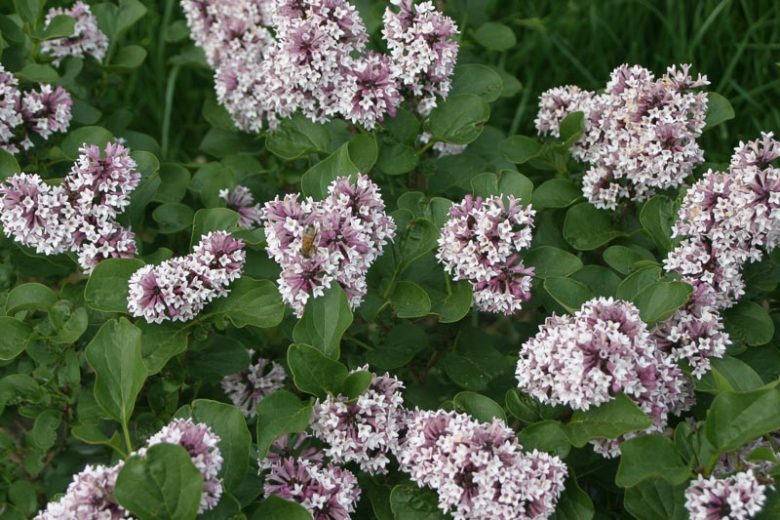 Syringa Baby Kim, Baby Kim Lilac , Lilac, Lilacs, Lilac Bush, Dwarf Lilac,