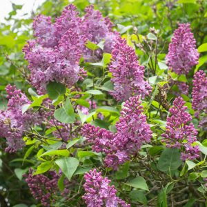 Syringa josikaea, Hungarian Lilac, Lady Josika's Lilac, Fragrant Lilac, Purple Flowers, Fragrant Shrub, Fragrant Tree, Purple Lilac