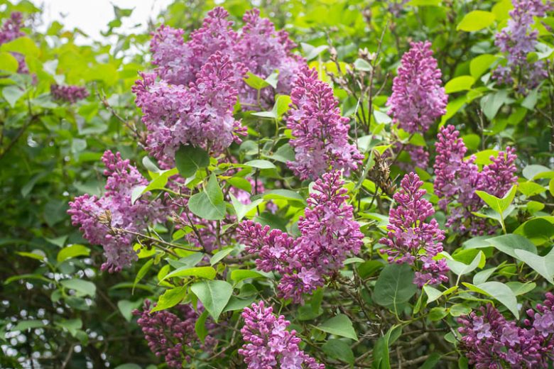 Syringa josikaea, Hungarian Lilac, Lady Josika's Lilac, Fragrant Lilac, Purple Flowers, Fragrant Shrub, Fragrant Tree, Purple Lilac