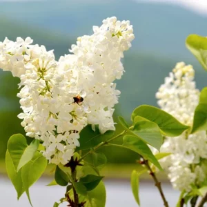 Syringa x hyacinthiflora 'Angel White', Angel White Lilac, Syringa 'Angel White', Early Flowering Lilac 'Angel White', Early Hybrid Lilac 'Angel White', White lilac, Fragrant Lilac, White Flowers, Fragrant Shrub, Fragrant Tree