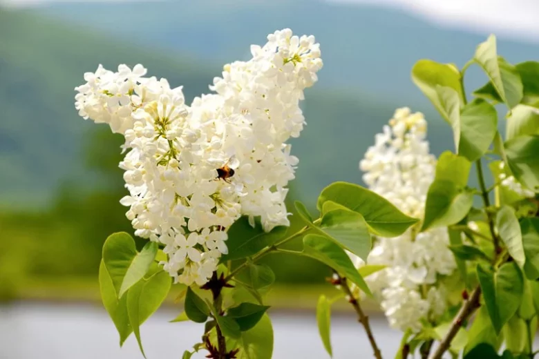Syringa x hyacinthiflora 'Angel White', Angel White Lilac, Syringa 'Angel White', Early Flowering Lilac 'Angel White', Early Hybrid Lilac 'Angel White', White lilac, Fragrant Lilac, White Flowers, Fragrant Shrub, Fragrant Tree