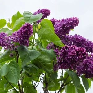 Syringa x hyacinthiflora 'Royal Purple', Royal Purple Lilac, Syringa 'Royal Purple', Early Flowering Lilac 'Royal Purple', Early Hybrid Lilac 'Royal Purple', Purple lilac, Fragrant Lilac, Purple Flowers, Fragrant Shrub, Fragrant Tree