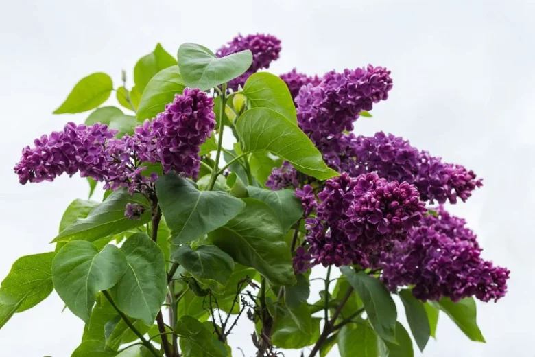 Syringa x hyacinthiflora 'Royal Purple', Royal Purple Lilac, Syringa 'Royal Purple', Early Flowering Lilac 'Royal Purple', Early Hybrid Lilac 'Royal Purple', Purple lilac, Fragrant Lilac, Purple Flowers, Fragrant Shrub, Fragrant Tree