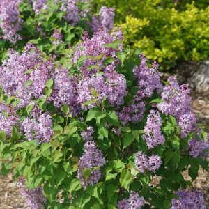 Syringa x hyacinthiflora Scentara Pura, Syringa Scentara  Pura, Early Flowering Lilac Scentara Pura, Early Hybrid Lilac Scentara Pura, Purple lilac, Fragrant Lilac, Purple Flowers, Fragrant Shrub, Fragrant Tree