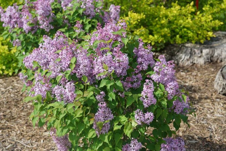 Syringa x hyacinthiflora Scentara Pura, Syringa Scentara  Pura, Early Flowering Lilac Scentara Pura, Early Hybrid Lilac Scentara Pura, Purple lilac, Fragrant Lilac, Purple Flowers, Fragrant Shrub, Fragrant Tree