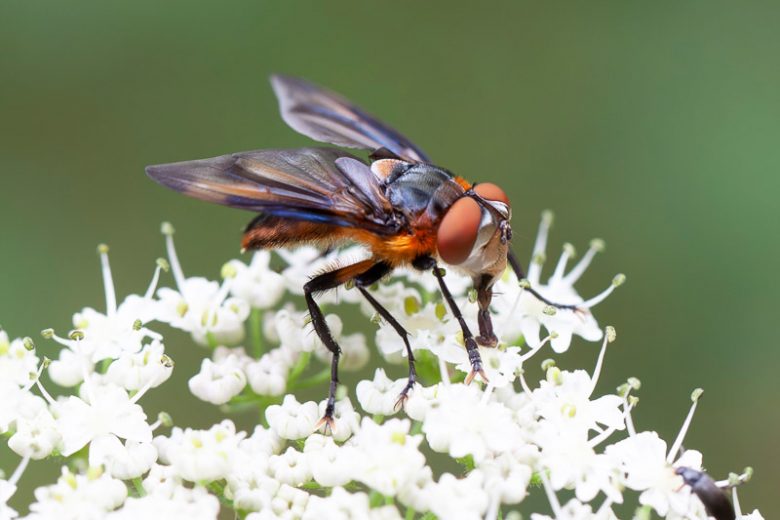 Tachinid fly, Tachinidae Family