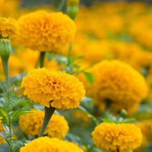 Tagetes erecta, African Marigold, Aztec Marigold, Big Marigold, Yellow Annuals, Orange Annuals, Summer Flowers