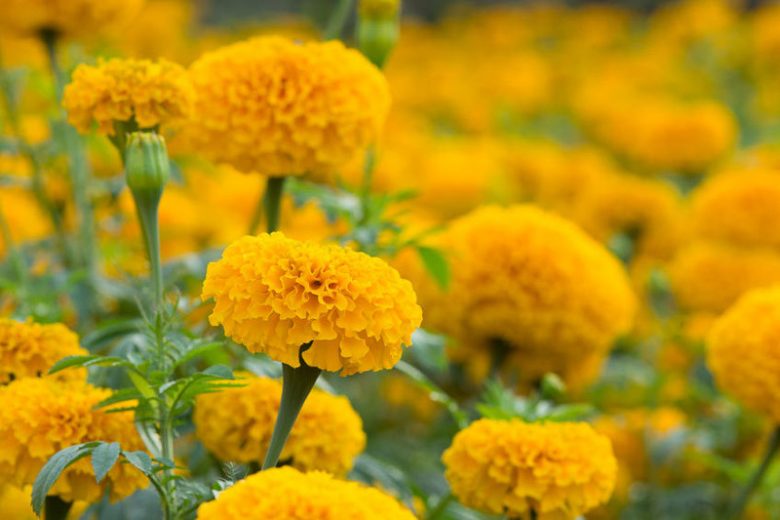 Tagetes erecta, African Marigold, Aztec Marigold, Big Marigold, Yellow Annuals, Orange Annuals, Summer Flowers