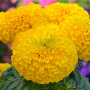 Tagetes erecta Big Duck Gold, African Marigold Big Duck Gold, Aztec Marigold Big Duck Gold, Big Marigold Big Duck Gold, Yellow Marigold, Yellow Marigolds