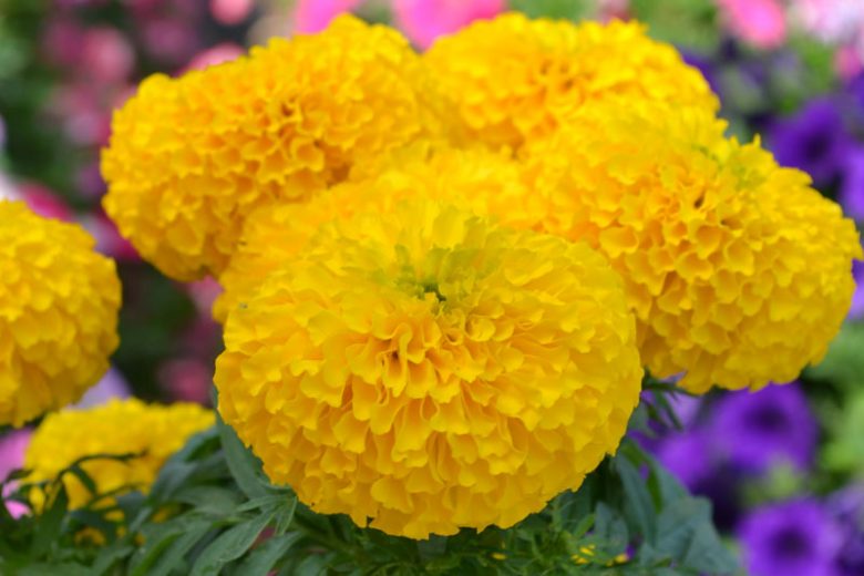 Tagetes erecta Big Duck Gold, African Marigold Big Duck Gold, Aztec Marigold Big Duck Gold, Big Marigold Big Duck Gold, Yellow Marigold, Yellow Marigolds