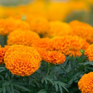 Tagetes erecta Big Duck Orange, African Marigold Big Duck Orange, Aztec Marigold Big Duck Orange, Big Marigold Big Duck Orange, Orange Marigold, Orange Marigolds