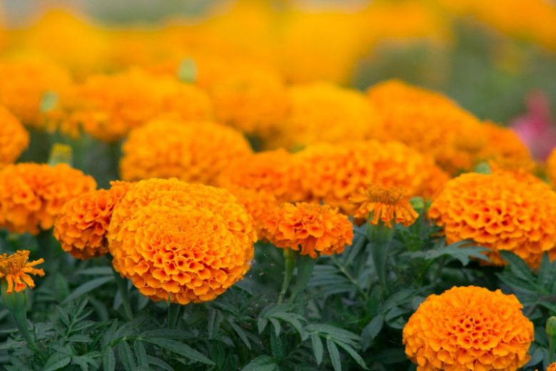 Tagetes erecta Big Duck Orange, African Marigold Big Duck Orange, Aztec Marigold Big Duck Orange, Big Marigold Big Duck Orange, Orange Marigold, Orange Marigolds