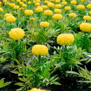 Tagetes erecta Big Duck Yellow, African Marigold Big Duck Yellow, Aztec Marigold Big Duck Yellow, Big Marigold Big Duck Yellow, Yellow Marigold, Yellow Marigolds
