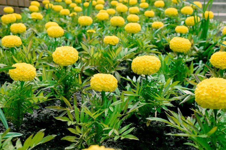 Tagetes erecta Big Duck Yellow, African Marigold Big Duck Yellow, Aztec Marigold Big Duck Yellow, Big Marigold Big Duck Yellow, Yellow Marigold, Yellow Marigolds