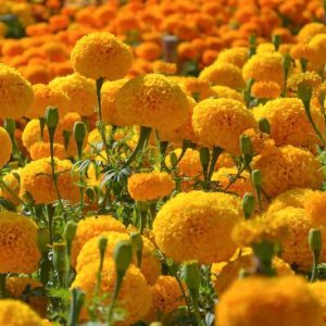 Tagetes erecta Garuda Deep Gold, African Marigold Garuda Deep Gold, Aztec Marigold Garuda Deep Gold, Big Marigold Garuda Deep Gold, Yellow Marigold, Yellow Marigolds