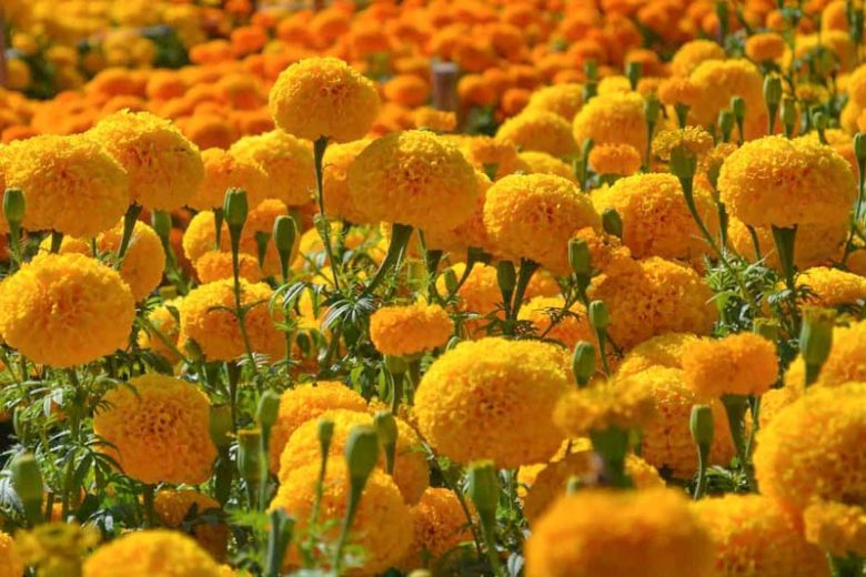 Tagetes erecta Garuda Deep Gold, African Marigold Garuda Deep Gold, Aztec Marigold Garuda Deep Gold, Big Marigold Garuda Deep Gold, Yellow Marigold, Yellow Marigolds