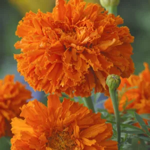 Tagetes erecta Kees' Orange, African Marigold Kees' Orange, Aztec Marigold Kees' Orange, Big Marigold Kees' Orange, Orange Marigold, Orange Marigolds