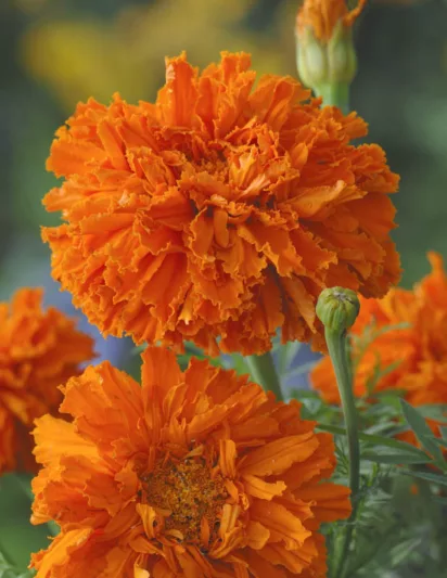 Tagetes erecta Kees' Orange, African Marigold Kees' Orange, Aztec Marigold Kees' Orange, Big Marigold Kees' Orange, Orange Marigold, Orange Marigolds