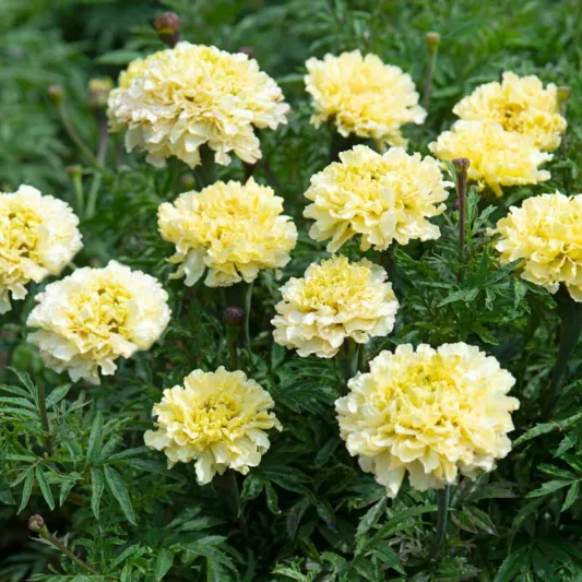 Tagetes erecta Sugar & Spice White, African Marigold Sugar & Spice White, Aztec Marigold Sugar & Spice White, Big Marigold Sugar & Spice White, White Marigold, White Marigolds
