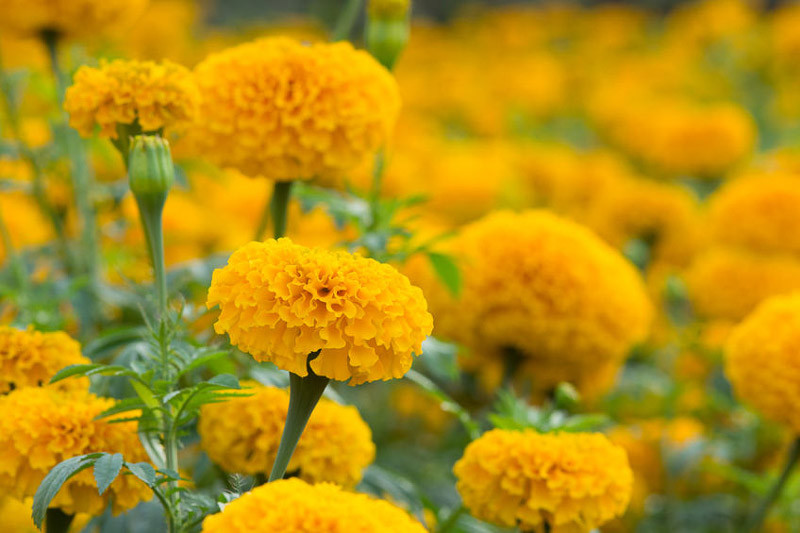 Tagetes erecta, African Marigold, Aztec Marigold, Big Marigold, Yellow Annuals, Orange Annuals, Summer Flowers