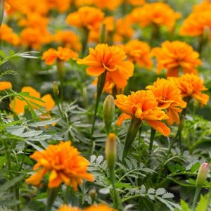 Tagetes Patula, French Marigold, Dwarf Marigold, Yellow Annuals, Orange Annuals, Summer Flowers