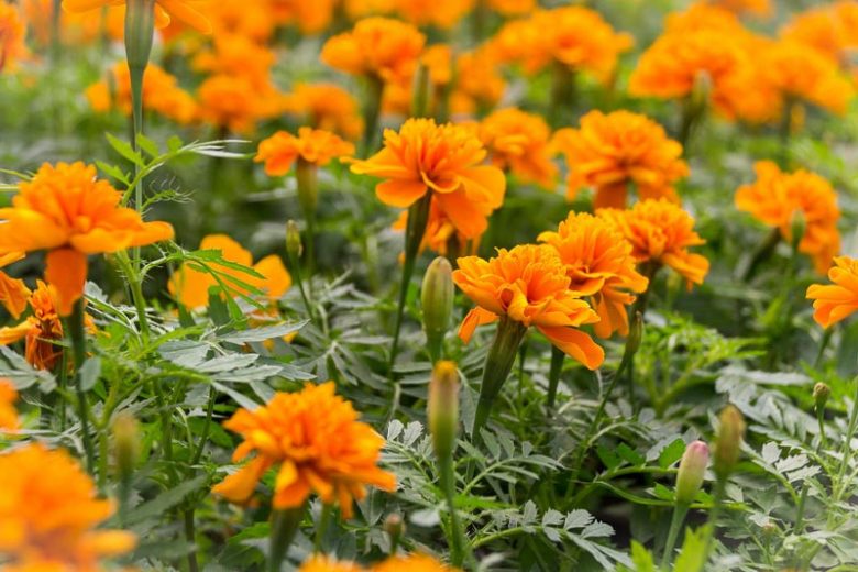 Tagetes Patula, French Marigold, Dwarf Marigold, Yellow Annuals, Orange Annuals, Summer Flowers