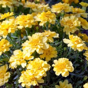 Tagetes Patula Alumia™ Vanilla Cream, French Marigold Alumia™ Vanilla Cream, Dwarf MarigoldAlumia™ Vanilla Cream, Yellow Marigolds, Summer Flowers