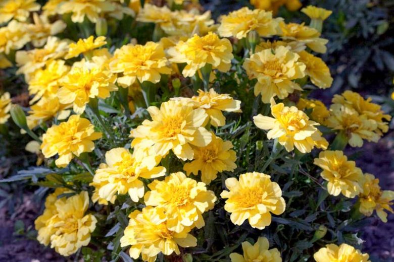 Tagetes Patula Alumia™ Vanilla Cream, French Marigold Alumia™ Vanilla Cream, Dwarf MarigoldAlumia™ Vanilla Cream, Yellow Marigolds, Summer Flowers