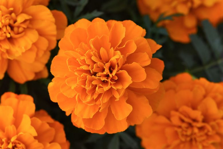 Tagetes Patula Bonanza Deep Orange, French Marigold Bonanza Deep Orange, Dwarf Marigold Bonanza Deep Orange, Orange Annuals, Summer Flowers