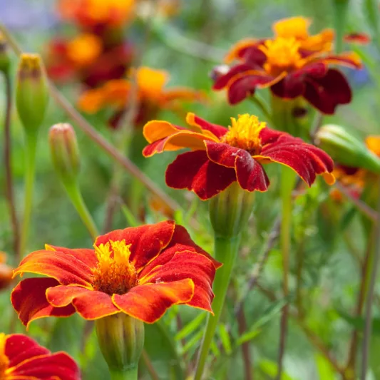 Tagetes Patula 'Burning Embers', French Marigold 'Burning Embers', Red Marigold, Red Marigolds