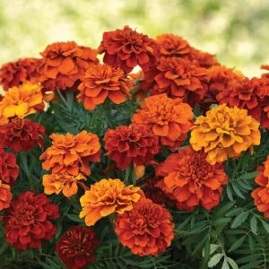 Tagetes Patula 'Fireball', French Marigold 'Fireball', Dwarf Marigold 'Fireball', Yellow Annuals, Orange Annuals, Summer Flowers