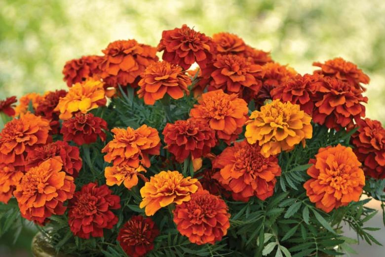 Tagetes Patula 'Fireball', French Marigold 'Fireball', Dwarf Marigold 'Fireball', Yellow Annuals, Orange Annuals, Summer Flowers