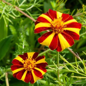 Tagetes Patula 'Harlequin', French Marigold 'Harlequin', Tagetes erecta 'Harlequin', African Marigold 'Harlequin', Yellow Annuals, Red Annuals, Summer Flowers