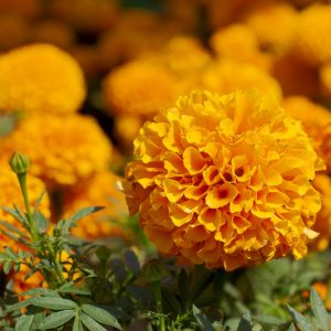 Tagetes Patula 'Hero Orange', French Marigold 'Hero Orange', Dwarf Marigold 'Hero Orange'Orange Marigold, Orange Marigolds