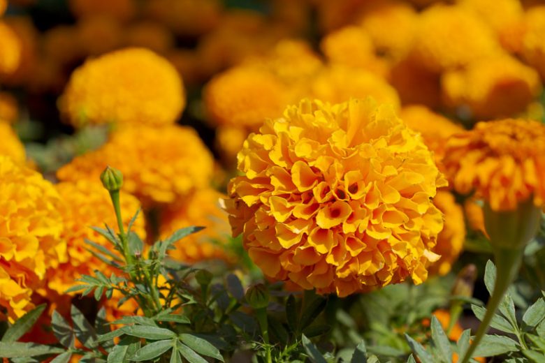 Tagetes Patula 'Hero Orange', French Marigold 'Hero Orange', Dwarf Marigold 'Hero Orange'Orange Marigold, Orange Marigolds