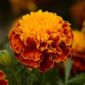 Tagetes Patula Hot Pak™ Spry, French Marigold Hot Pak™ Spry, Dwarf Marigold Hot Pak™ Spry, Orange Annuals, Summer Flowers