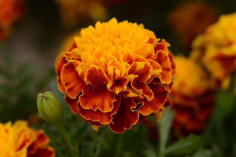 Tagetes Patula Hot Pak™ Spry, French Marigold Hot Pak™ Spry, Dwarf Marigold Hot Pak™ Spry, Orange Annuals, Summer Flowers