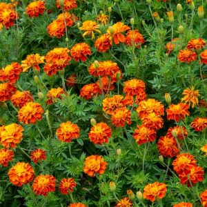 Tagetes Patula 'Konstance', French Marigold 'Konstance', Dwarf Marigold 'Konstance', Red Annuals, Orange Annuals, Summer Flowers