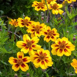 Tagetes Patula 'Legion of Honor', French Marigold 'Legion of Honor', Dwarf Marigold 'Legion of Honor', yellow Marigold, Red Marigold