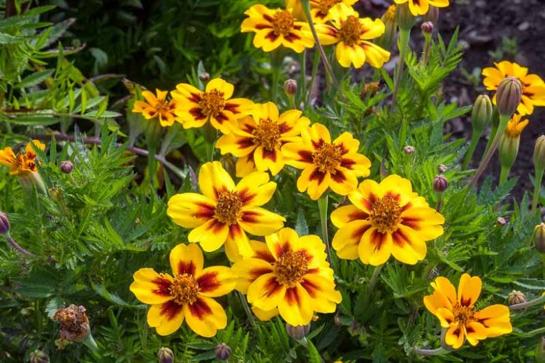 Tagetes Patula 'Legion of Honor', French Marigold 'Legion of Honor', Dwarf Marigold 'Legion of Honor', yellow Marigold, Red Marigold