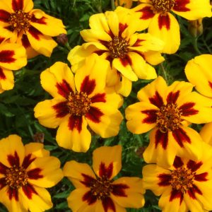 Tagetes Patula 'Naughty Marietta', French Marigold 'Naughty Marietta', Dwarf Marigold 'Naughty Marietta', Yellow Annuals, Red Annuals, Summer Flowers