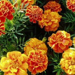 Tagetes Patula 'Queen Sophia', French Marigold 'Queen Sophia', Dwarf Marigold 'Queen Sophia', Yellow Marigold, Red Marigold, Summer Flowers