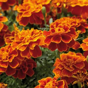 Tagetes Patula 'Safari Scarlet', French Marigold 'Safari Scarlet', Dwarf Marigold 'Safari Scarlet', Red Annuals, Orange Annuals, Summer Flowers