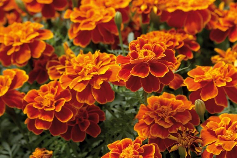 Tagetes Patula 'Safari Scarlet', French Marigold 'Safari Scarlet', Dwarf Marigold 'Safari Scarlet', Red Annuals, Orange Annuals, Summer Flowers