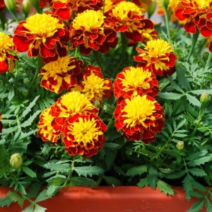 Tagetes Patula Super Hero™ Spry, French Marigold Super Hero™ Spry, Dwarf Marigold Super Hero™ Spry, Red Marigold, Red Marigolds