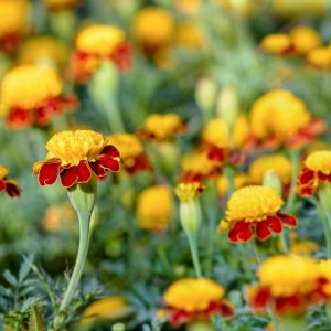 Tagetes Patula 'Tiger Eyes', French Marigold 'Tiger Eyes, Dwarf Marigold 'Tiger Eyes', Yellow Annuals, Red Annuals, Summer Flowers
