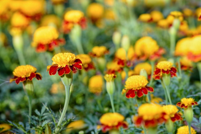Tagetes Patula 'Tiger Eyes', French Marigold 'Tiger Eyes, Dwarf Marigold 'Tiger Eyes', Yellow Annuals, Red Annuals, Summer Flowers