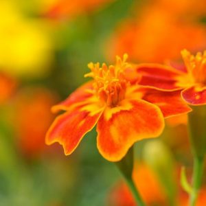 Tagetes Tenuifolia,Marigold, Marigolds, American Saffron, Signet Marigold, Slender leaf Marigold, Striped Mexican Marigold, Lemon Gem, Orange Gem, Tagetes Signata, Annual, Annuals,