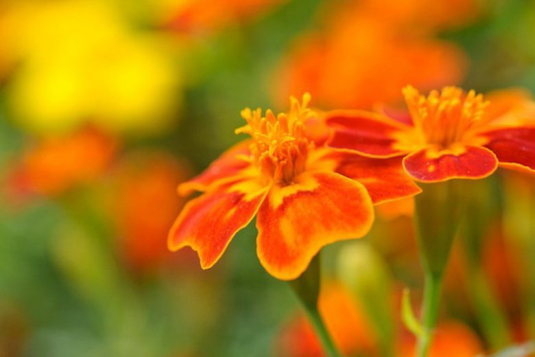 Tagetes Tenuifolia,Marigold, Marigolds, American Saffron, Signet Marigold, Slender leaf Marigold, Striped Mexican Marigold, Lemon Gem, Orange Gem, Tagetes Signata, Annual, Annuals,